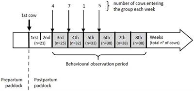 Understanding Allogrooming Through a Dynamic Social Network Approach: An Example in a Group of Dairy Cows